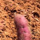 매니아푸드 이미지