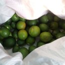 영곤농장 이미지