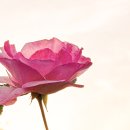 오월의여왕 이미지