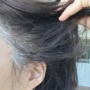 판교포레동물병원 미용실 | 판교미용실추천 모디아스헤어 후회하지 않을 곳