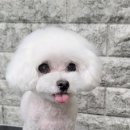 뷰티 앤 도그쇼 이미지