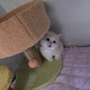 골든캣 골드브숏 골드먼치킨 평택전문점 이미지