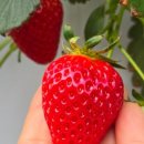 하슬라농장 이미지