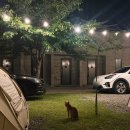 E2전자조명 | 청도 ⛺️내를건너서숲으로🌳 캠핑 (대구근교캠핑, 계곡캠핑)