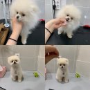 토브 펫 살롱 이미지