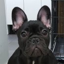 우리집 똥강아지 이미지