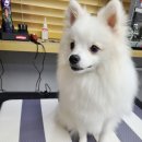 호텔스컴도그 화명점 이미지