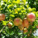 [건강] 겨울철 과일, 귤·석류·유자.딸기의 건강 효능 이미지