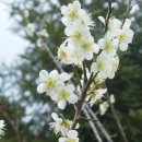 들에핀 매화 이미지