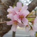 복숭아꽃 살구꽃 이미지
