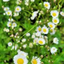 들꽃연가 이미지