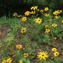 왕피천생태탐방로 이미지