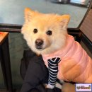 마니마니식당 | 대천해수욕장 애견동반 식당 마니마니 조개구이 대천 여행 내돈내산 후기