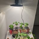 팜텍 | 히포팜텍 UFO램프 블랙패키지 사용후기 🌱 집에서 키우는 식물LED