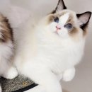 플라워돌스 이미지