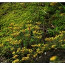 돌채송화... 이미지