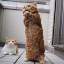 냐옹이 - 영등포구 | 냐옹이