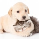 강아지와고양이 네이버블로그