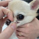 둔산동물병원 이미지