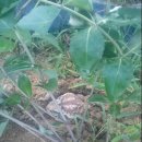 수색목장 이미지