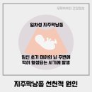 선천가설 이미지