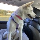 pet 163누 5199 | 네모네모 제주여행기-&lt;1&gt;서울-&gt;제주 대형견 우여곡절 비행기 탑승기 🐶✈️