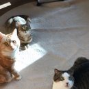 반갑다 창문밖 고양이 이미지