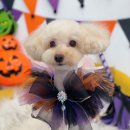 하이슈슈 이미지