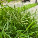 "바랭이풀" 의 효능... 이미지