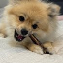 김선생펫푸드 이미지