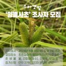 🌿수라갯벌 '양뿔사초' 조사자 모집(10명)🌿 이미지