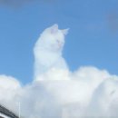 구름위의고양이 이미지
