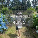제주 수국명소 새미동산, 직접 다녀온 후기와 올해 개화시기 정보까지