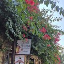 인 메드(In med) | 안나푸르나 트레킹 10일차 | 포카라 맛집 메드5 레스토랑(MED5 RESTAURANT) 후기