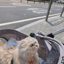 롯데마트~제1공영주차장 | 석촌호수 벚꽃 축제 반려동물 동반 후기 주차장 정보