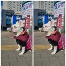 오늘의 댕댕 이미지
