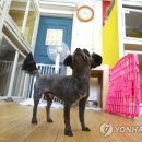 퍼스트독 이미지