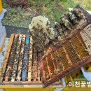 밤꿀 채밀하는 6월의 양봉관리 이미지