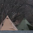 초월약초 이미지