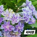 피터팬 - 노원구 노해로75길 20-21 | 피터팬