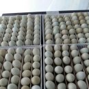 현성농장 이미지