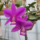 Cattleya nobilior 'Purple Gem' Hcc/ Jos (노빌리올 '퍼플 젬') 이미지