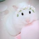 왔다삼순이 네이버블로그