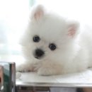 요크독펫 네이버블로그