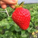 성두 농장 이미지