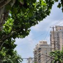 충동적으로 당일 예약해서 떠난 상하이 여행 3, 4일차 이미지