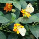 꽃잠 하우젠 이미지