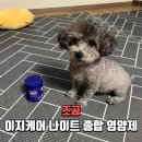 강아지영양제 조공 이지 케어 나이트 후기｜노견 도도 밤 루틴 종합관리
