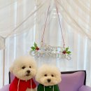 퍼피멜로디 이미지