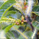 묘한향기 이미지